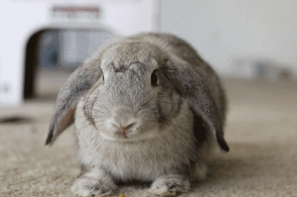 小兔子 吃东西 快速 可爱