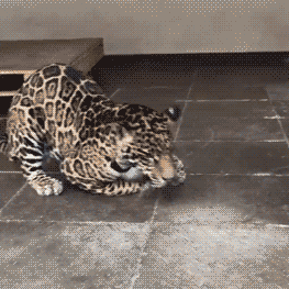 動物 老虎 搞笑 夸張