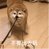 萌宠 汪星人 不要出去玩 给我在家呆着 调皮 活泼
