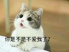 萌宠 猫星人 你是不是不爱我了 难受 呆萌 可爱