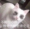 萌宠 猫星人 不用担心啊 我每天睡眠很充足 呆萌 可爱