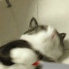 猫咪 可爱 摇晃 萌萌哒