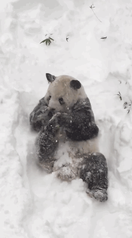 熊猫 下雪 玩耍 打滚