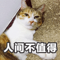 人间 不值得 猫