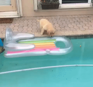 狗狗 游泳 落水 掉下去