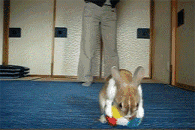 小兔子 可爱 玩耍 毛茸茸