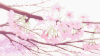 纯白交响曲 樱花 飘落 动漫 二次元
