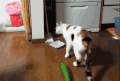 猫咪 可爱 萌宠 喵星人