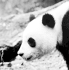 熊猫 呆萌 可爱 黑白