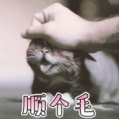 猫咪 顺毛 搞笑 可爱