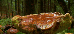 神话的森林 纪录片 菌类 蘑菇
