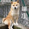 萌宠 汪星人 端庄 开心 呆萌 可爱