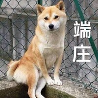 萌宠 汪星人 端庄 开心 呆萌 可爱