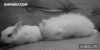 兔子 猫