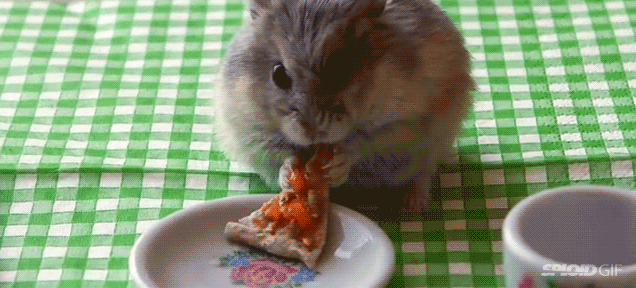 仓鼠 hamster 萌 吃货 披萨