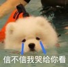 萌宠 汪星人 信不信我哭给你看 难过 呆萌 可爱