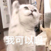 萌娃 猫星人 我可以吗 举手 呆萌 搞怪