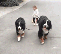 汪星人 萌宠 狗狗 可爱