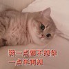 萌宠 猫星人 我一点都不想你 一点半再想 呆萌 搞怪