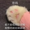 萌宠 喵星人 在吗 借钱 呆萌 搞怪