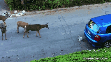 动物 鹿 猫狗 逃跑