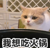 萌宠 喵星人 我想吃火锅 好久没吃火锅了 可爱 调皮