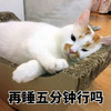 萌宠 喵星人 再睡五分钟行吗 不想起床 呆萌 可爱