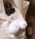猫咪 兜子 可爱 张望