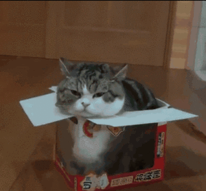 猫咪 可爱 纸箱 萌宠
