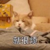 萌宠 猫星人 就很烦 难受 呆萌 可爱