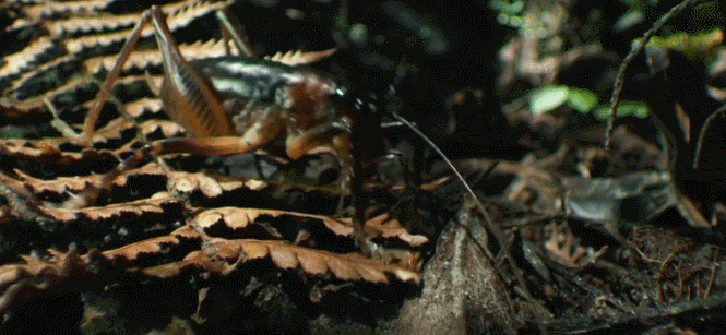 BBC新西兰：地球神秘岛屿 动物 昆虫 爬 纪录片
