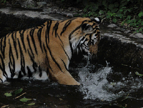老虎 玩水 高兴 好玩 哈哈哈 嬉戏 动物
