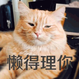 懒得理你 拒绝 猫