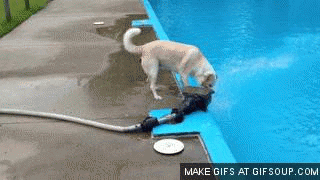 狗狗 喝水