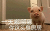 居居 可爱 猪 卖萌