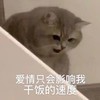 萌宠 猫星人 爱情只会影响我干饭的速度 可怜 呆萌 可爱