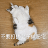 萌宠 猫咪 猫 喵星人 肥宅 不要打扰我 拒绝