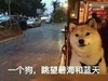 萌宠 汪星人 一个狗 眺望 搞怪 逗