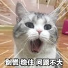萌宠 猫星人 别慌 稳住 呆萌 可爱