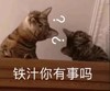 萌宠 猫星人 铁汁你有事吗 好奇 搞怪 逗