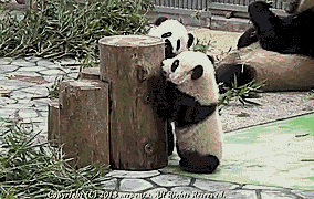 熊猫 舔 国宝 摔倒