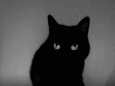 酿造的 黑色和白色 黑色的GIF 风格 黑色的猫
