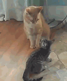 猫咪 喵星人 打架 搞笑 可爱