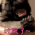 萌宠 狗 汪星人 讨厌了 soogif soogif出品