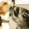 浣熊 raccoon 狗 亲吻 爱人 小确幸 温柔 抚摸