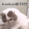 宝宝很乖的 撩 猫咪 小萌宠