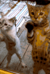 猫咪 跳舞 可爱 搞笑