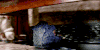 嗅嗅 萌物 神奇动物在哪里 Niffler