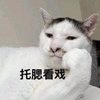 萌宠 猫 看戏 搞怪 搞怪 可爱