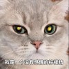 萌宠 喵星人 我是一个没有感情的柠檬精 酸了吧唧 憨憨 可爱